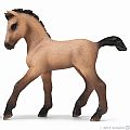 Andalusian Foal