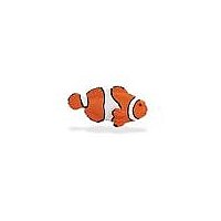 Clown Fish