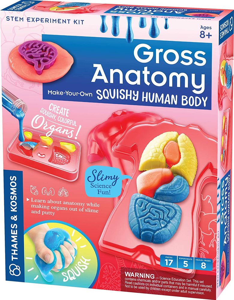 Gross Anatomy Make Your Own Squishy Human Body Science Building