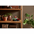 LEGO Succulents