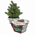 Perfect Pine Grow Your Own Christmas Tree